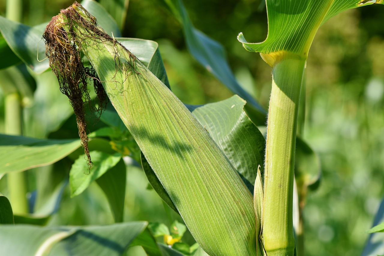 uprawa kukurydzy zagrozenia